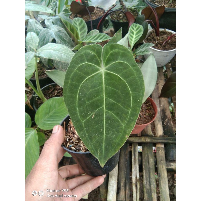 anthurium magnificum (kuping gajah)
