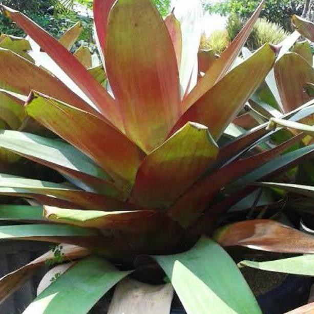 Realpct Tanaman bromelia giant merah