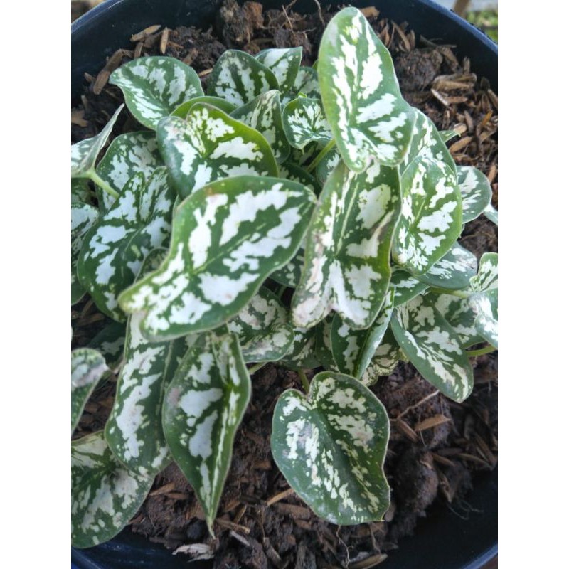 KELADI LILIPUT KELADI MINI KELADI HIAS KELADI MUTIARA