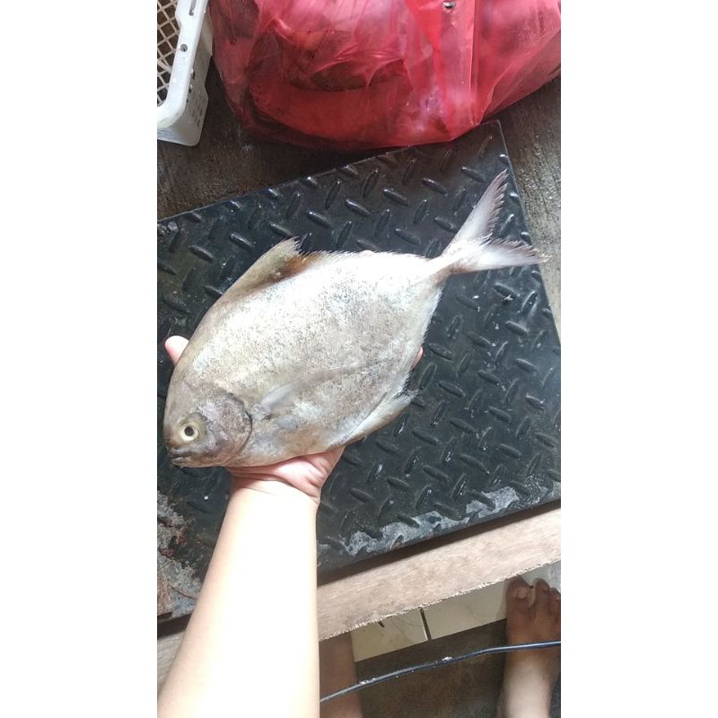 

Ikan segar