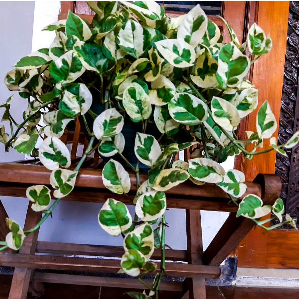 Tanaman hias pot gantung Sirih Gading Koin/ Sirih Gading Enjoy/Sri Gading enjoy /sirih enjoy per 5 b