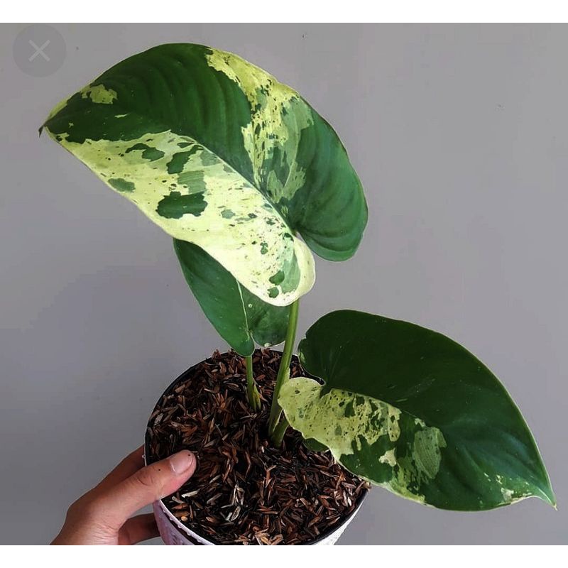 homalomena varigata sp rawatan
