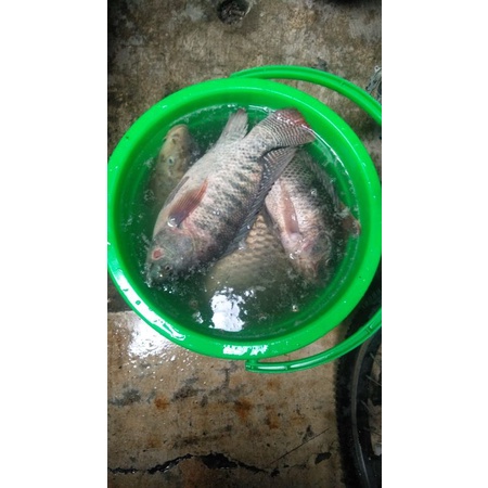 10pcs Reseller Bandul Racing Pengumpul Ikan Air Tawar Perangsang Ikan Jedud