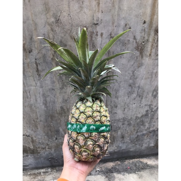 

Nanas Murah 1 Buah