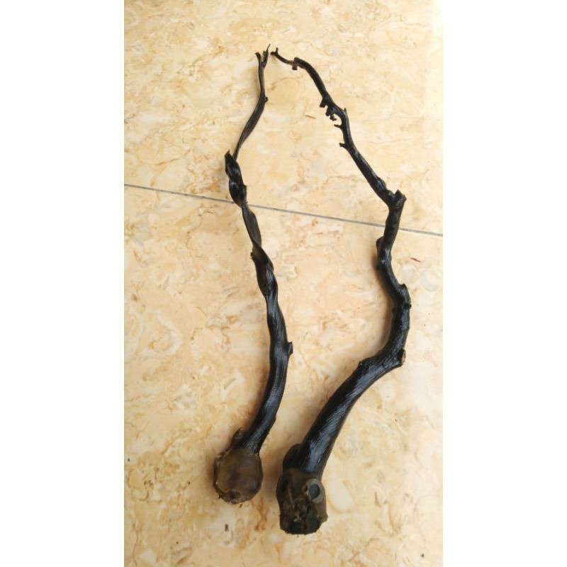 BAHAN AKAR BAHAR ( BONGGOL, SERAT, CABANG )