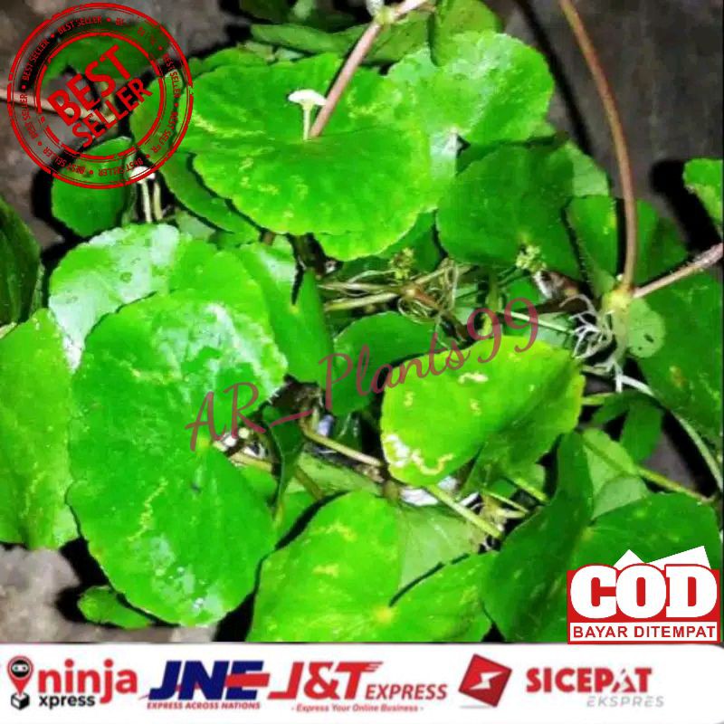 DAUN ANTANAN | DAUN PEGAGAN HERBAL SEGAR 1KG