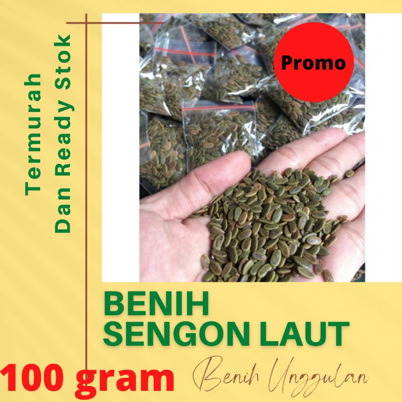 

Biji Sengon Laut Super 100gram