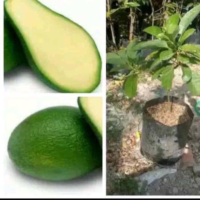 Bibit buah unggul Alpukat non biji/ tanpa biji