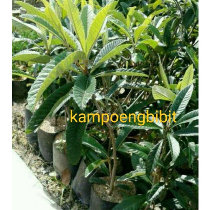 Bibit  tanaman buah leci biwa