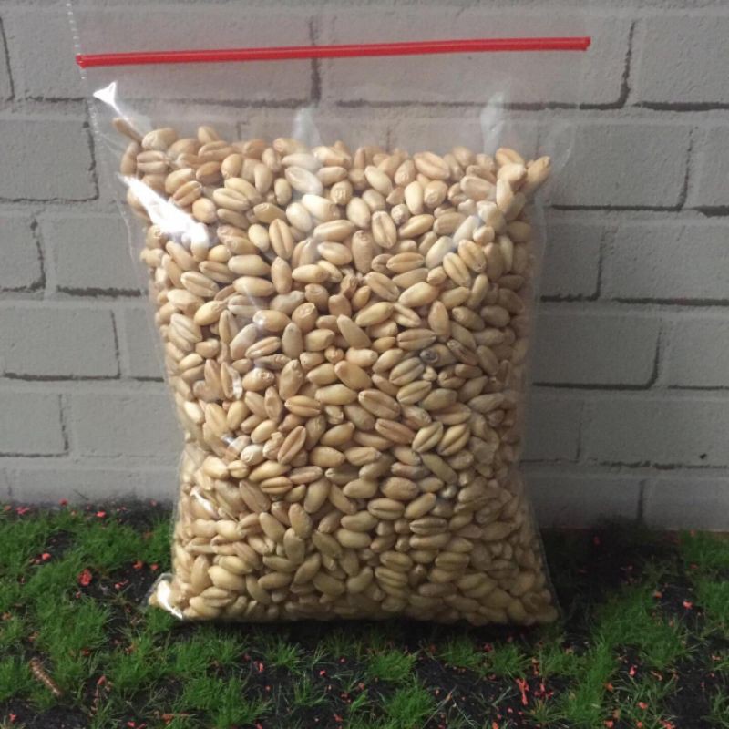 RUMPUT GANDUM/RUMPUT KUCING 50gr