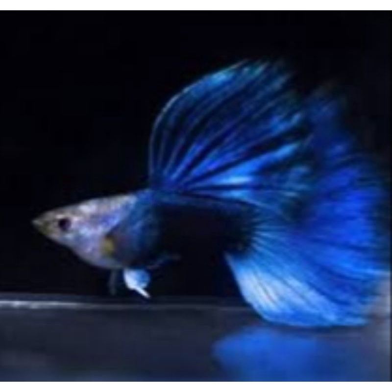 ikan hias guppy hb blue sepasang