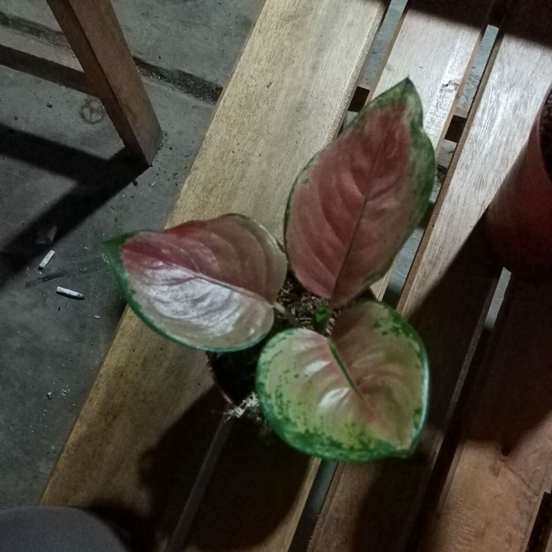 bunga aglonema Sultan Brunei