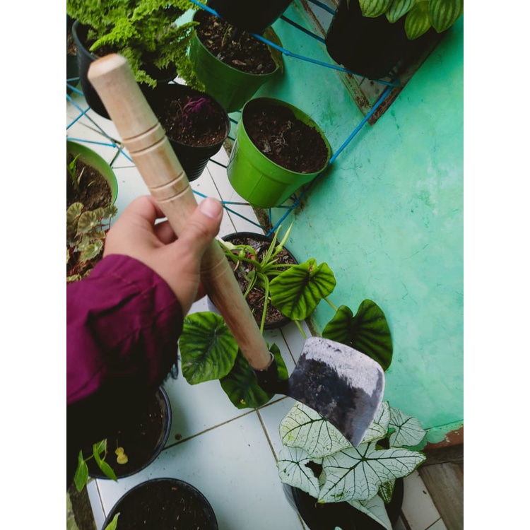 PACUL KECIL /KORED BERKEBUN / KORED PETANI /KLRED ASLI CIWIDEY /PERKAKAS KORED