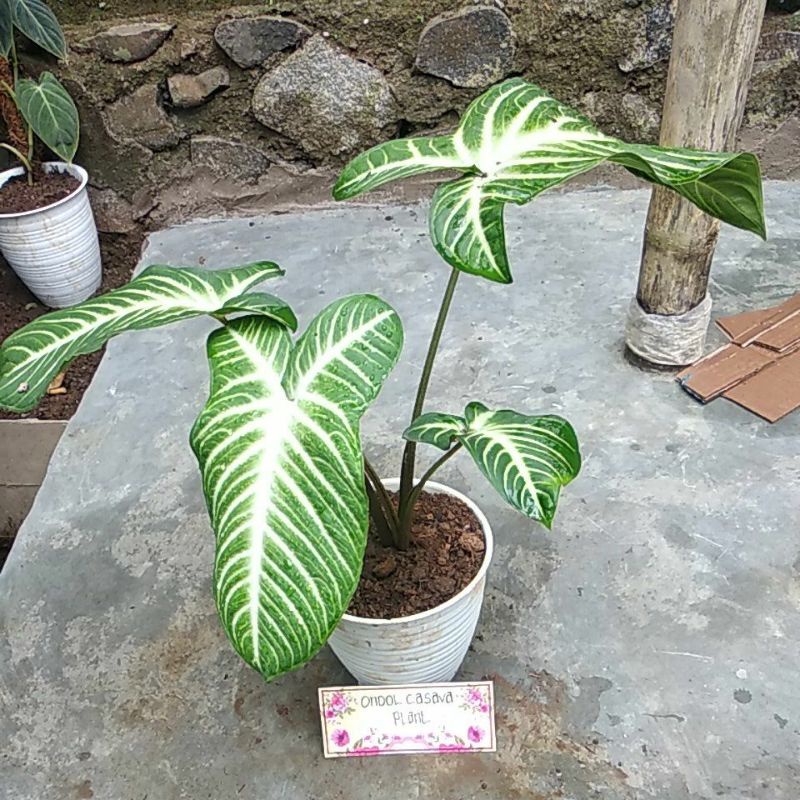 alokasia zebra/lindeni/santasoma 2-3 daun