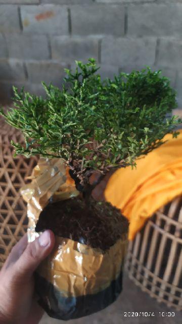 Tanaman Bonsai Kemuning Super Micro