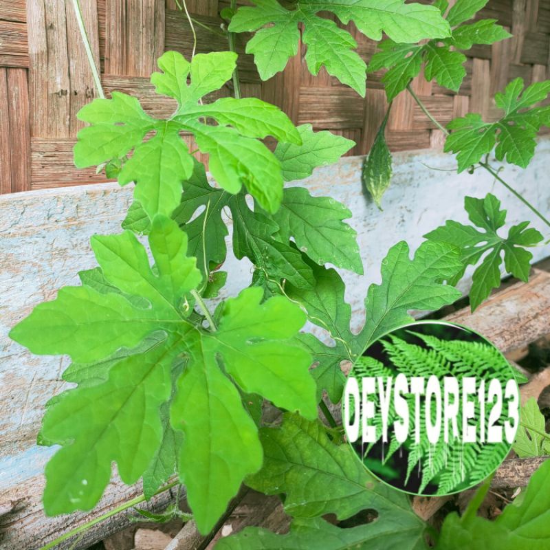 

paket hemat daun pare hutan segar