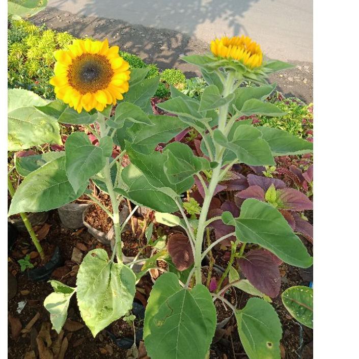 #Grosir BUNGA MATAHARI HIDUP/BUKAN PLASTIK 