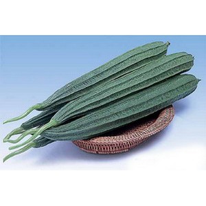 Benih Bibit Oyong Gambas 2 Benih Dua Ribuan PG SBY