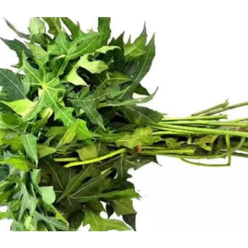 

daun paya