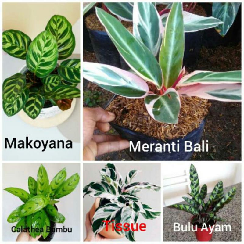 paket calathea murah 5 jenis tanaman hias calathea