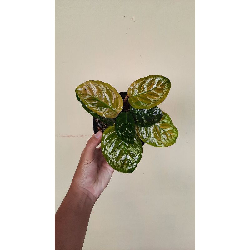 Calathea makoyana / merak / peacock