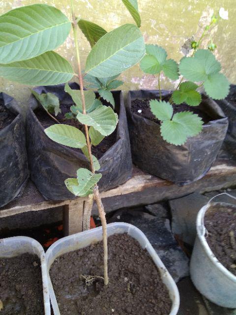 Bibit Jambu Biji Mega Merah