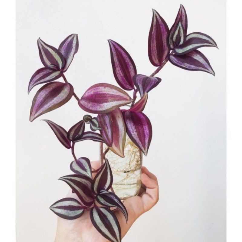 Tanaman Merambat Tradescantia Zebrina / Bunga Gantung Tradescantia Zebrina/ Tanaman Gantung Tradesca