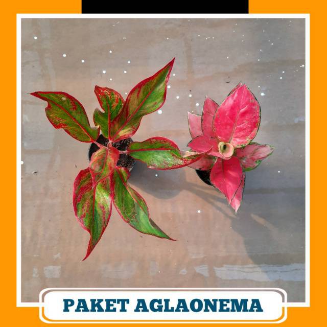 Paket Hemat Aglonema ( Siam Aurora, Pink anjamani )