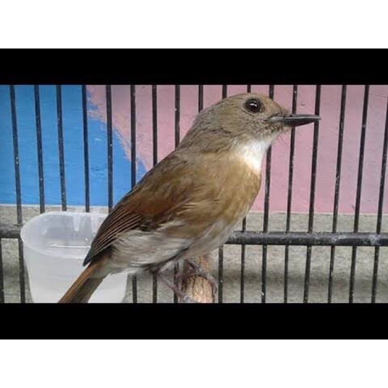 Burung SRDC ori Bali