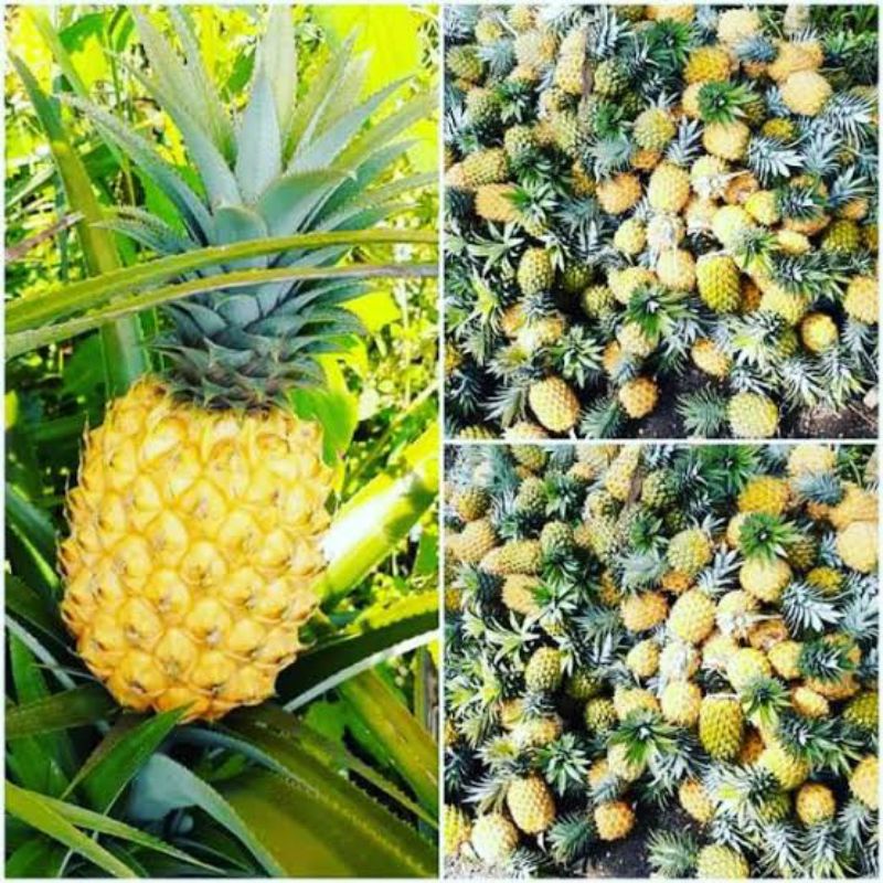 

Nanas madu Khas belik Pemalang