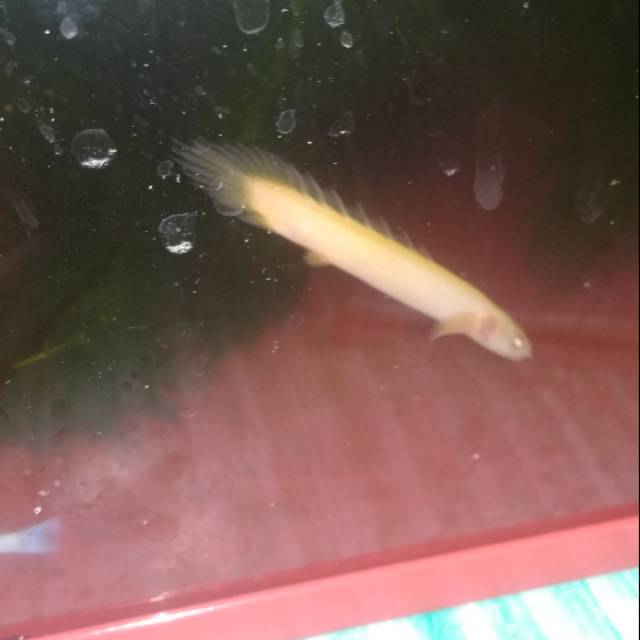 

Ikan hias Palmas Albino