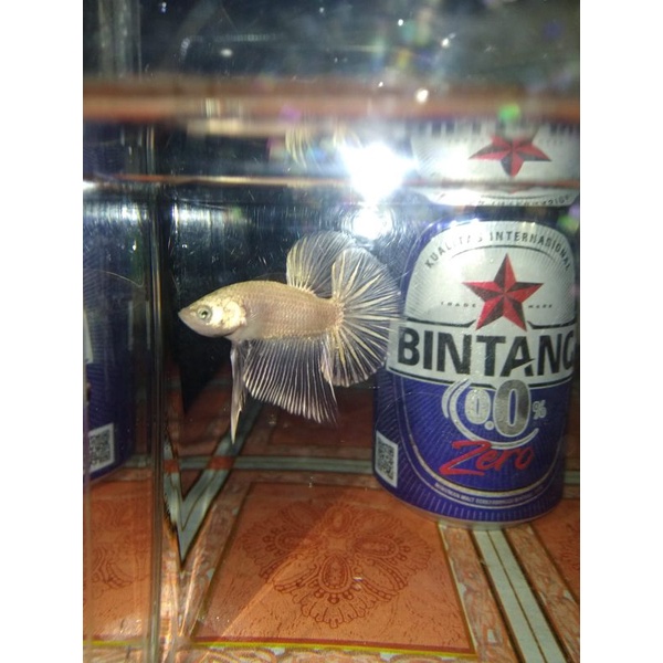 cupang hmpk soft gold (real pict)