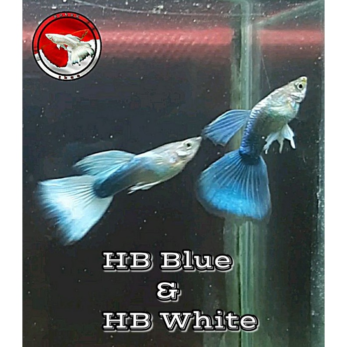 

Ikan Guppy HB Blue dan HB White Sepasang