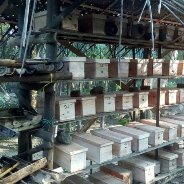 Bibit klanceng dalam kotak