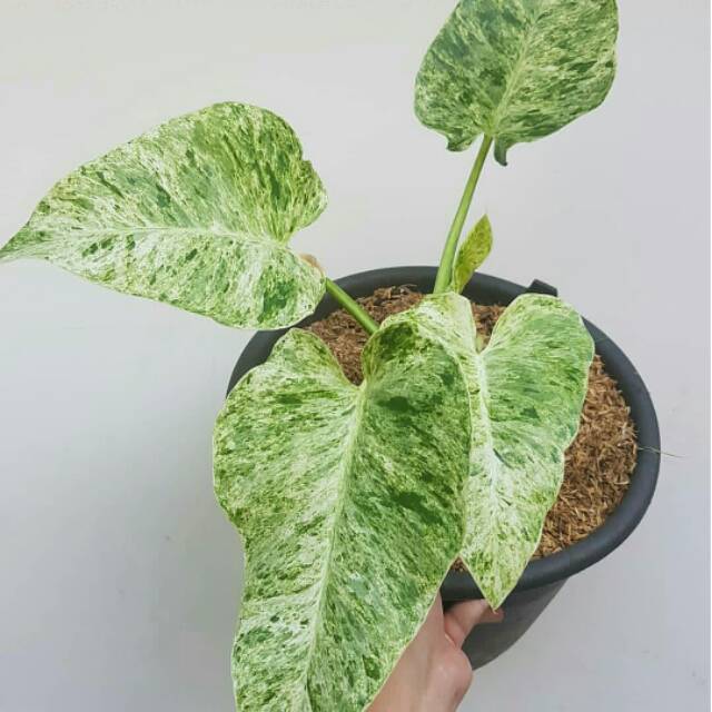 Philodendron Marble Variegata Philodendron Gigantea Variegata Philodendron Giganteum Variegata Shopee Indonesia