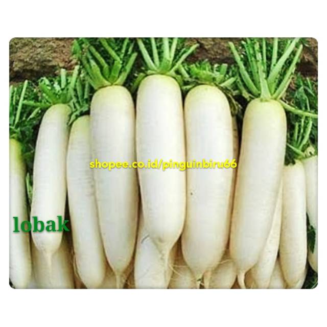 

Sayur lobak fresh kwalitas super 1kg