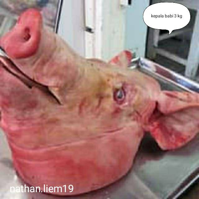 

kepala babi 3 kg