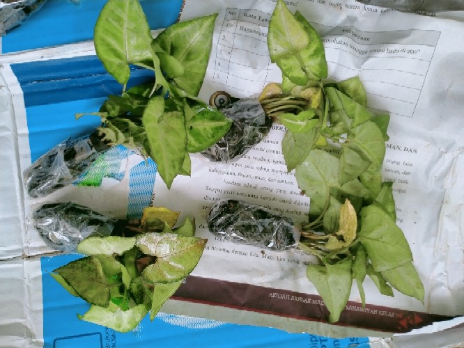 Tanaman Hias Keladi Putih Mini/caladium Mini