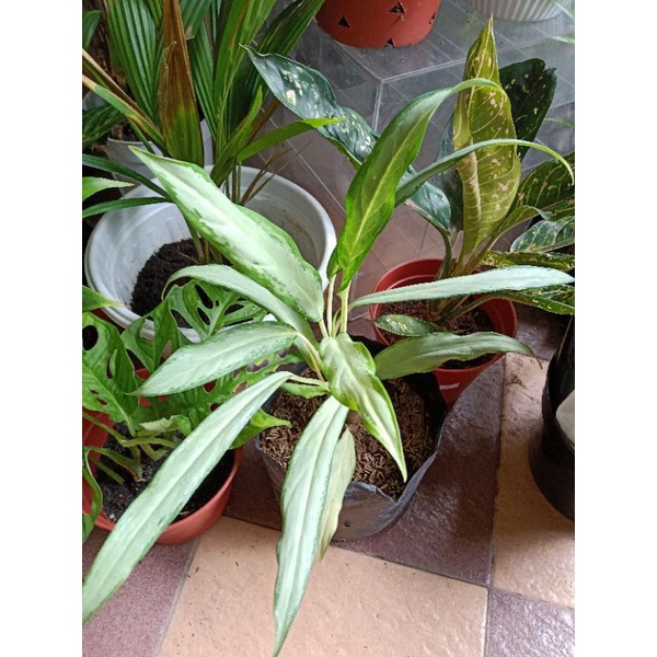 Aglaonema / Aglonema Bulu Ayam Silver / Sri Rejeki Bulu Ayam Silver