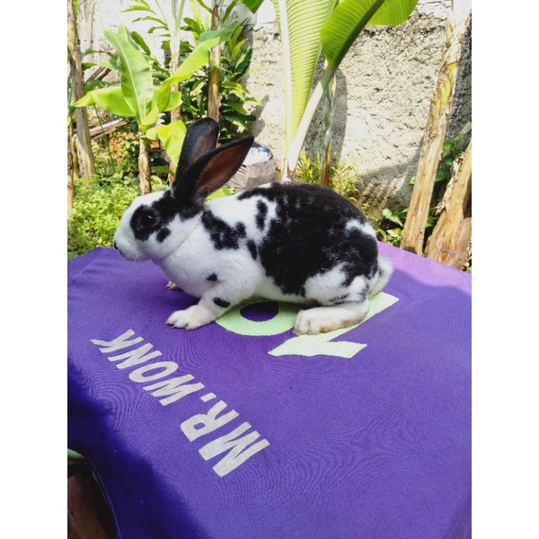 Kelinci Rex bulu karpet anakan jantan (2).