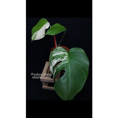monstera variegata varigata monvar monsvar monstera albo marble