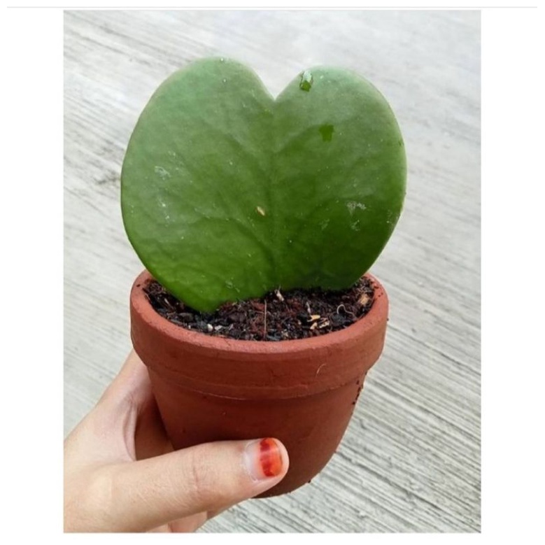 Kaktus Sukulen Hoya Love / kaktus Hoya keri
