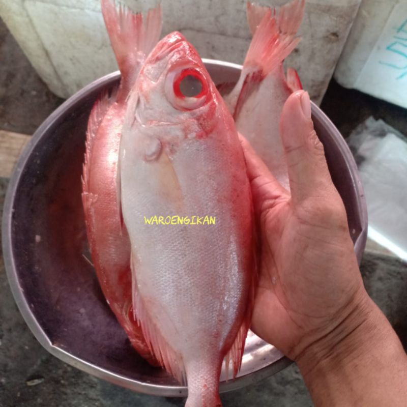 

ikan segar mata goyang/ ikan raja ganteng 1kg