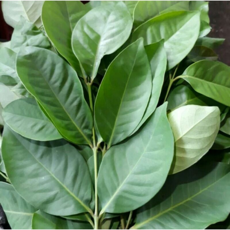 

Daun Salam Segar / Bay Leaf (100 sheets)