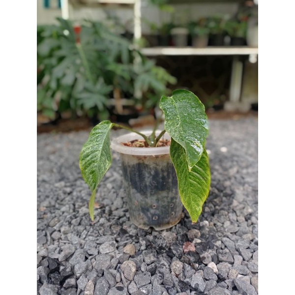 Rhapidopora Foraminifera Variegata Tanaman