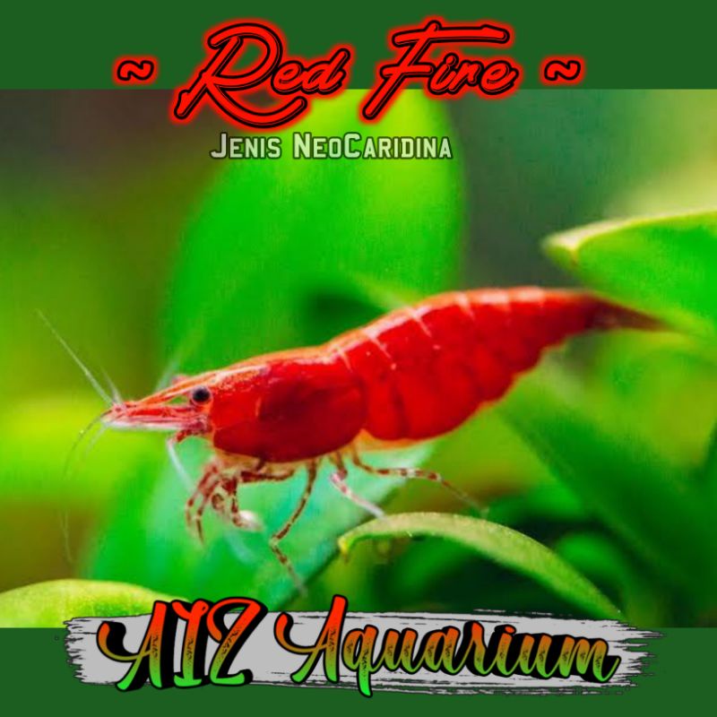 Udang Hias Red Fire aquarium & Aquascape