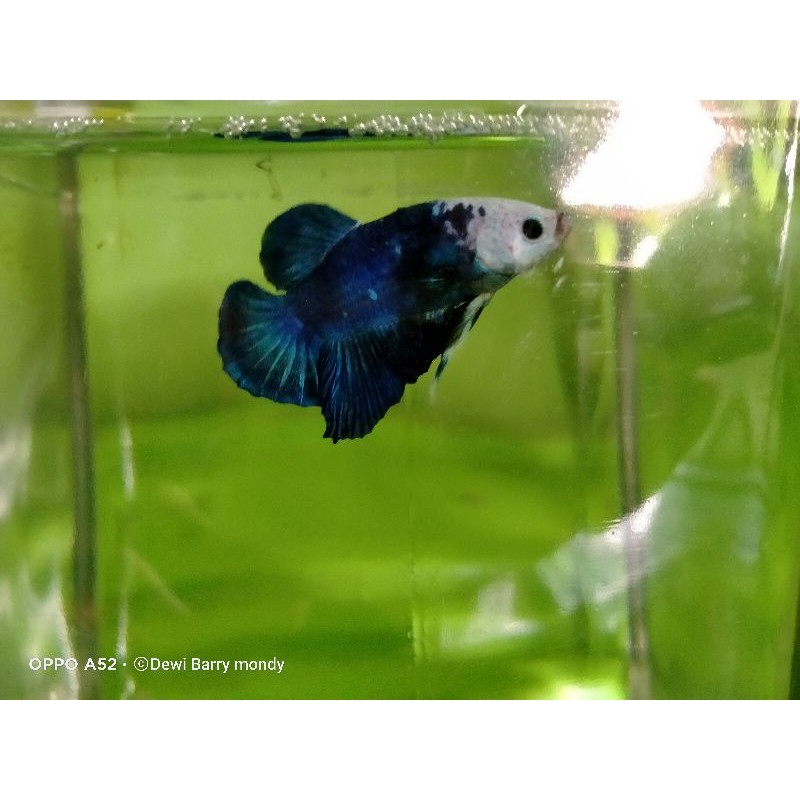 Ikan cupang Panda 1 pair