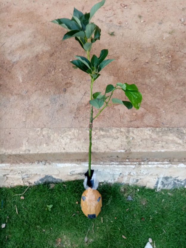 Bibit Buah Alpukat Mentega Kendil Jumbo Griya Bibit Tanaman