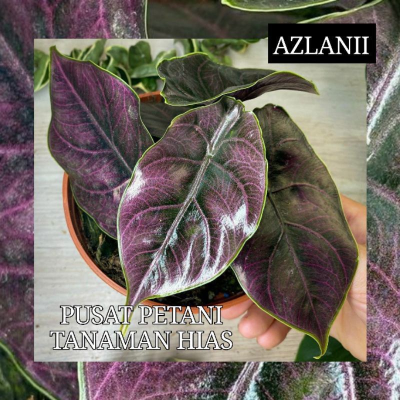 Bibit umbi alocasia azlanii bonggol PUSAT PETANI TANAMAN HIAS