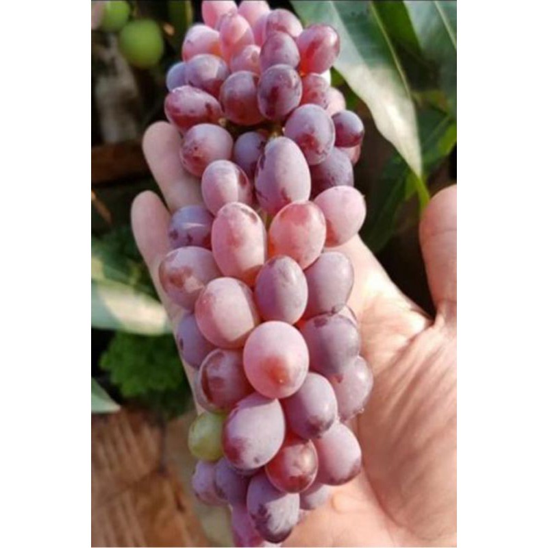 Bibit anggur import Jupiter
